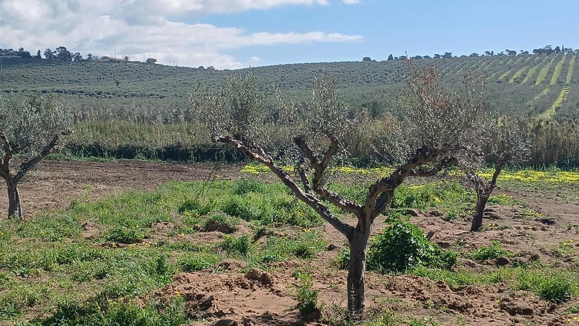 הוילה מנפי Fin Fiori מראה חיצוני תמונה